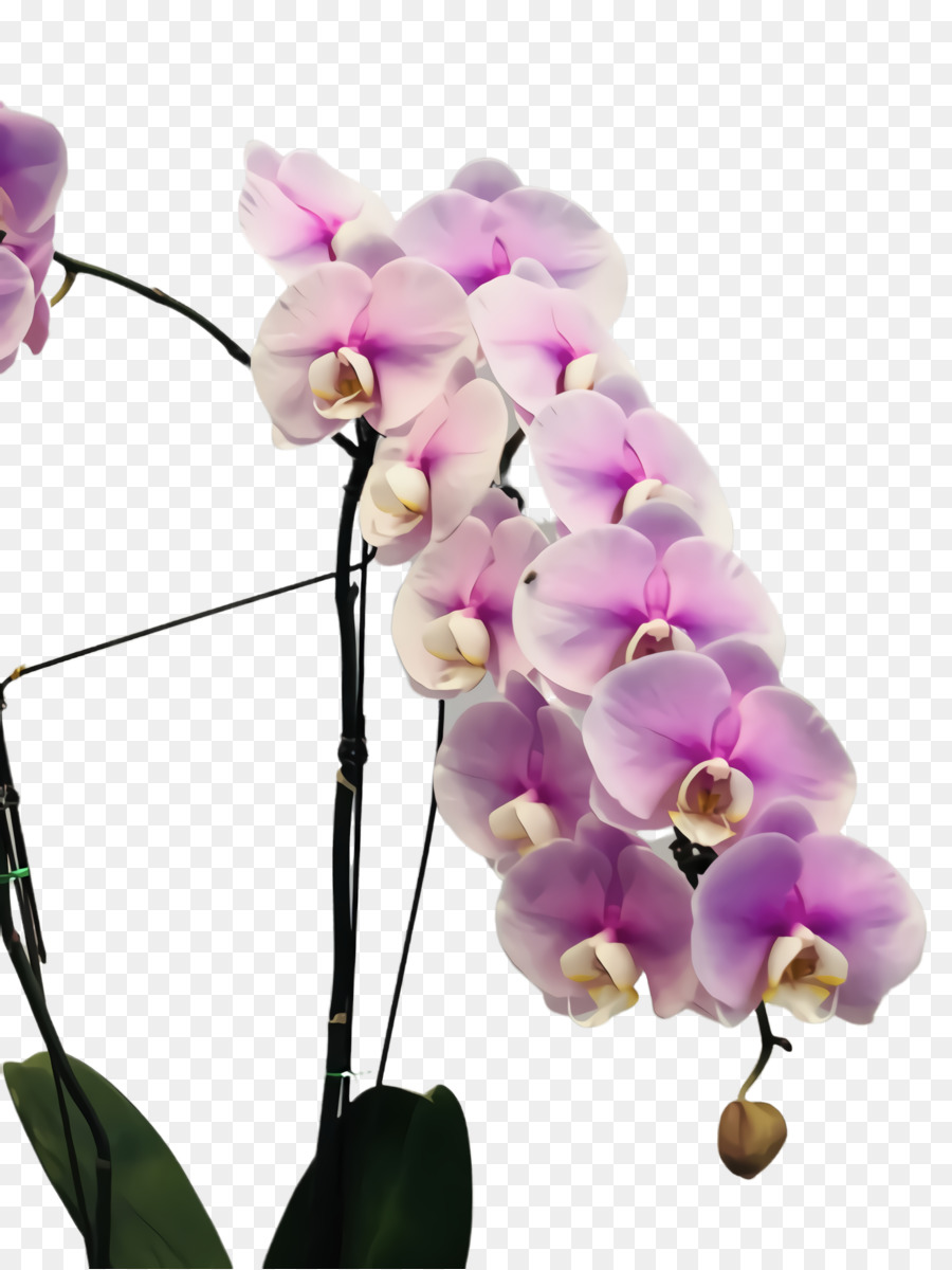 Orquídea Em Vaso，Flor PNG