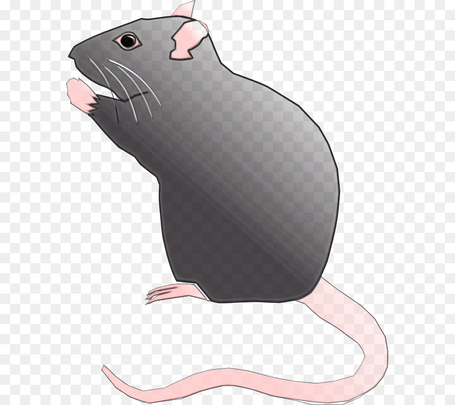 Rato，Muridae PNG