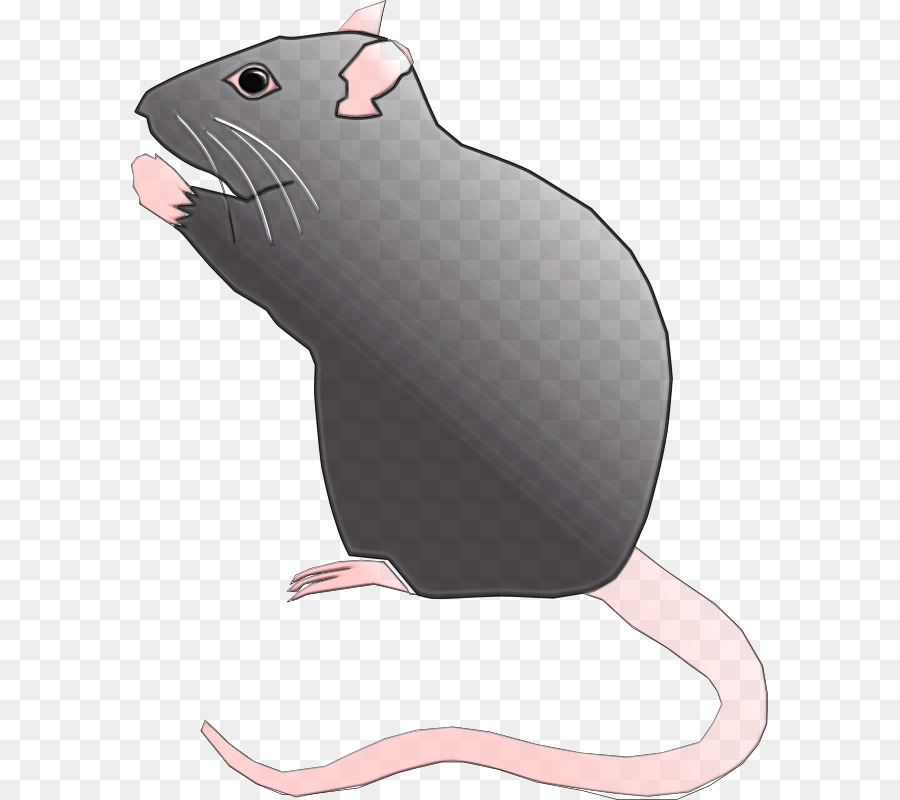 Rato Cinzento，Roedor PNG