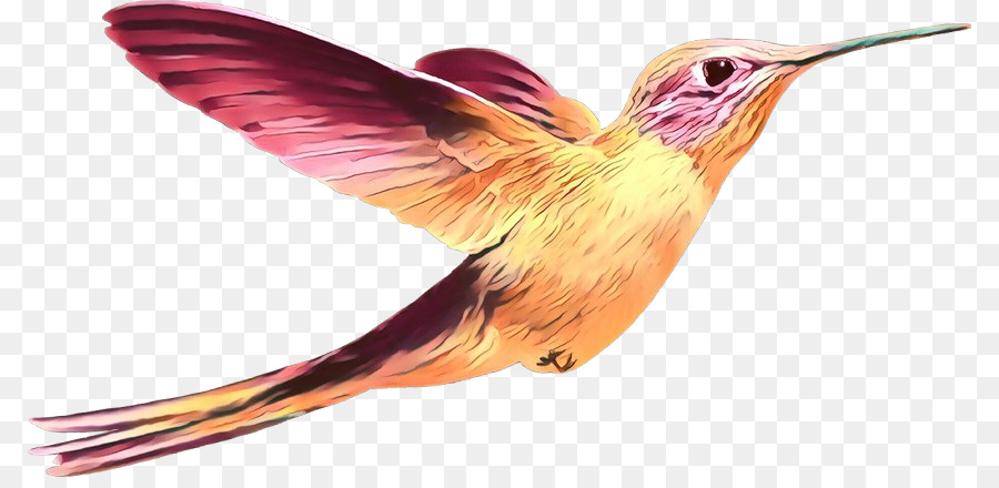 Colibri，Pássaro PNG