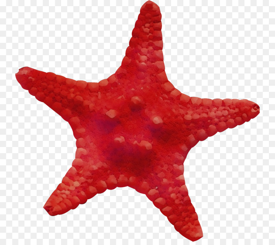 Estrela Do Mar，Vermelho PNG