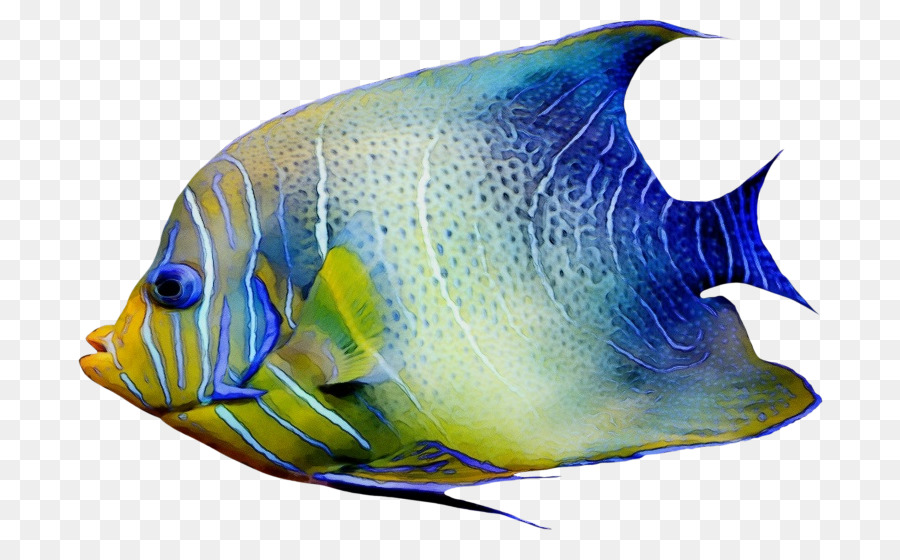 Peixe，Pomacanthidae PNG