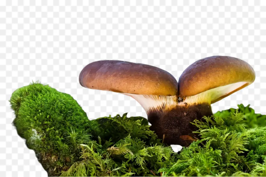 Cogumelo，Natureza PNG