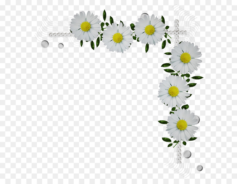 Mayweed，Margarida PNG