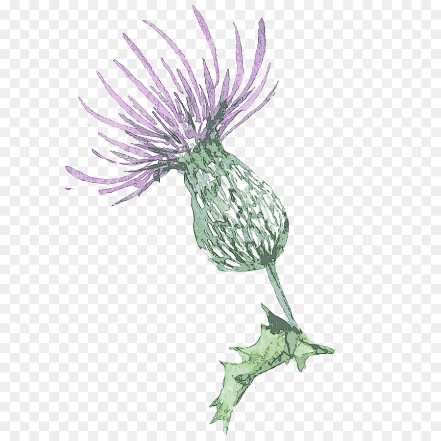 Thistle，Planta PNG