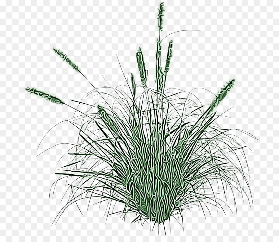 Grama，Planta PNG