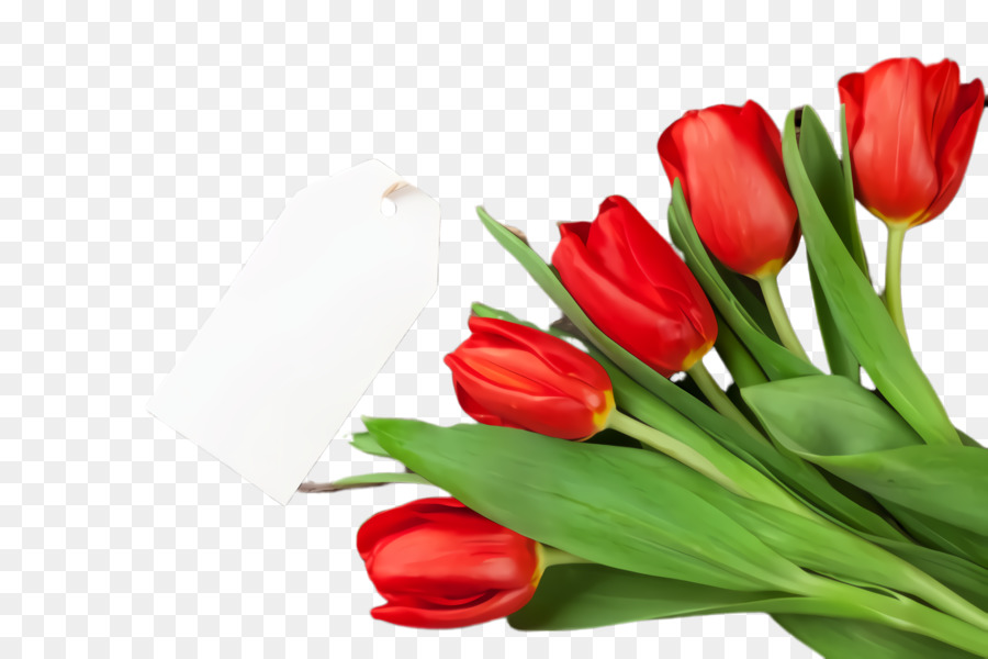 Tulipas Vermelhas，Hastes Verdes PNG