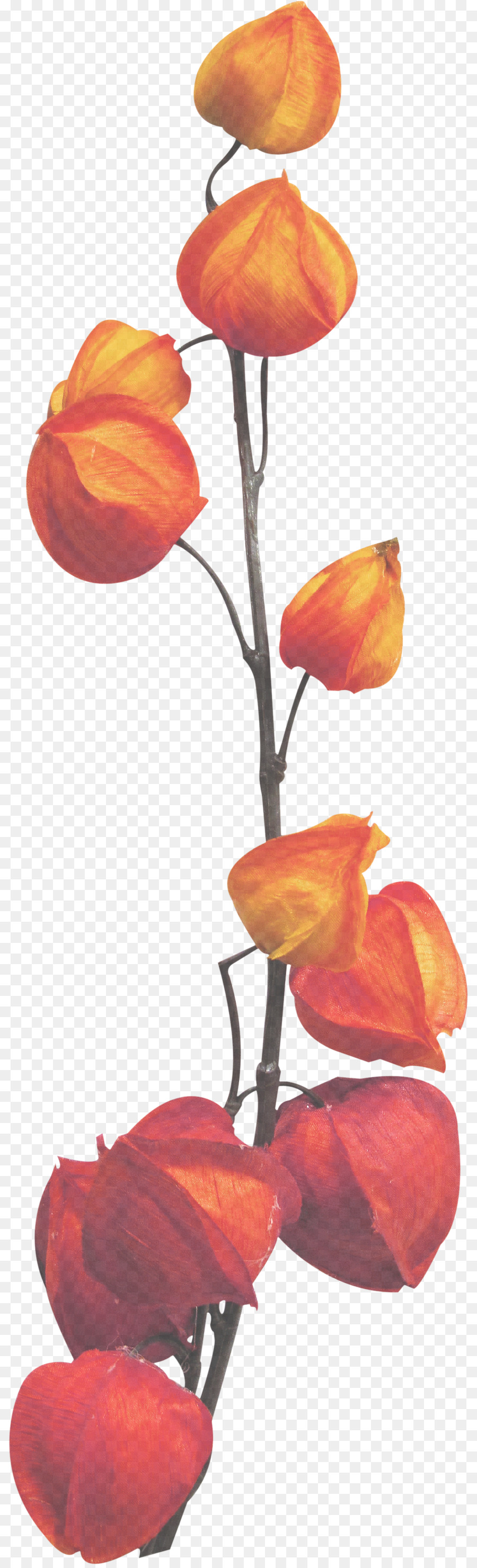 Flores Laranja，Tronco PNG