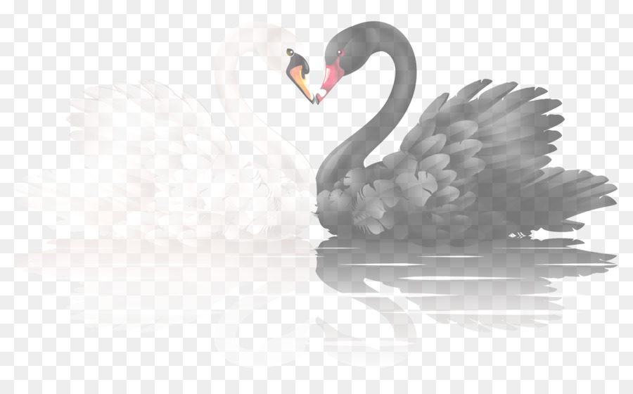 Cisne，Pássaro PNG