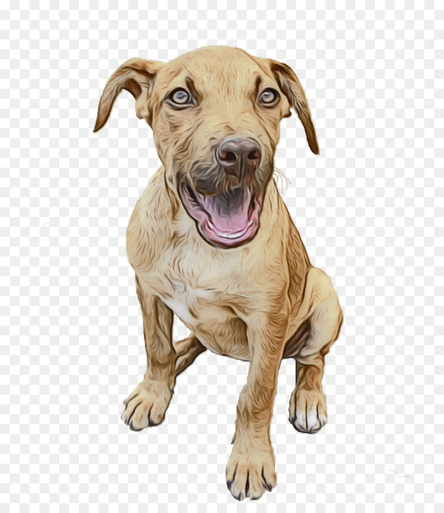 Cachorro Marrom，Cachorro PNG