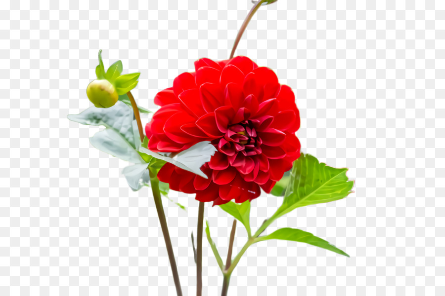 Flor Vermelha，Flor PNG