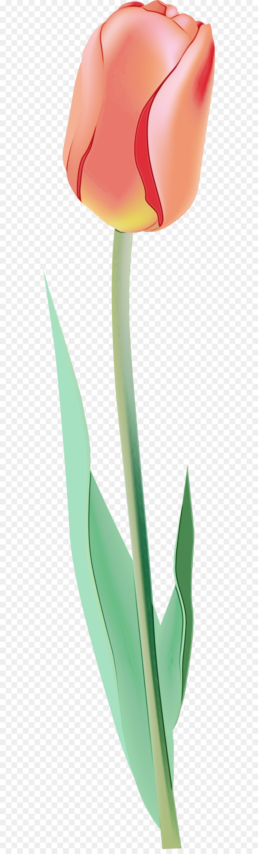 Tulipa Vermelha，Tronco PNG