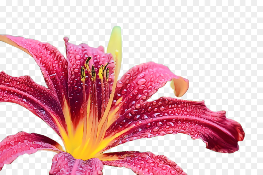 Flor Vermelha，Pétalas PNG