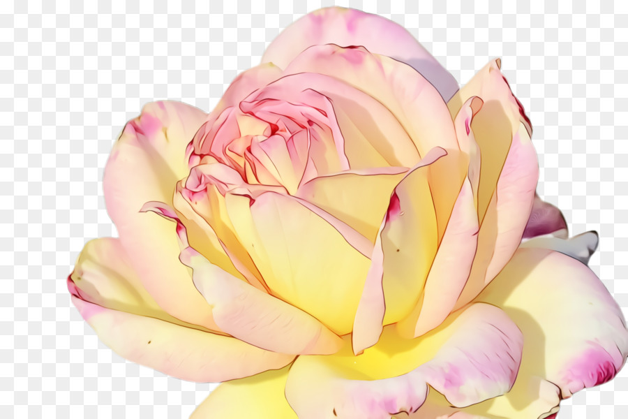 Rosa Branca，Florescer PNG