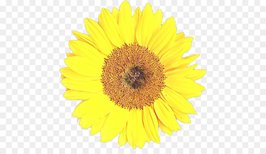 Girassol，Flor PNG