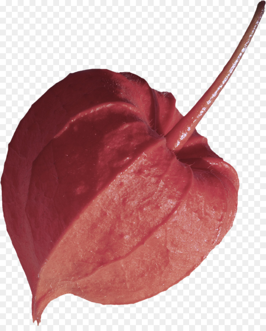 Anthurium，Folha PNG