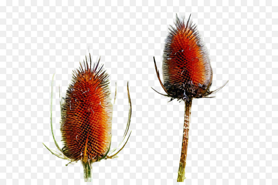 Teasel，Planta PNG