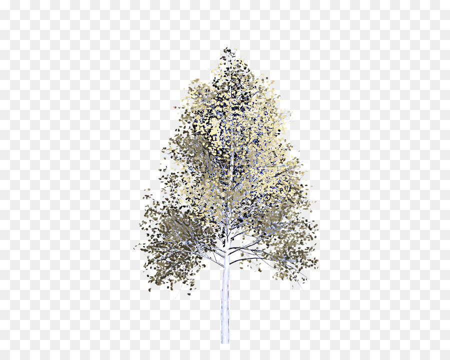 árvore，Pinho Branco PNG