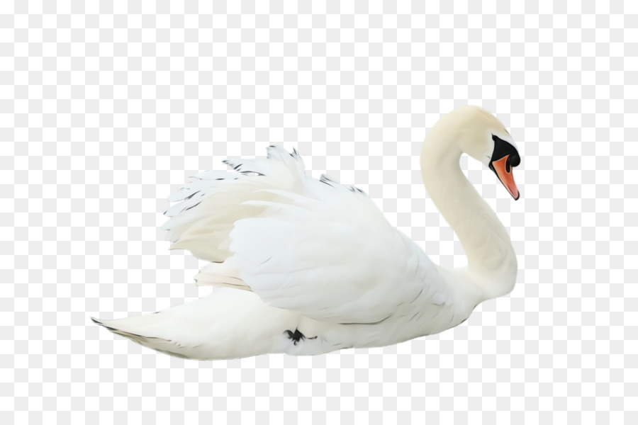 Cisne，Pássaro PNG