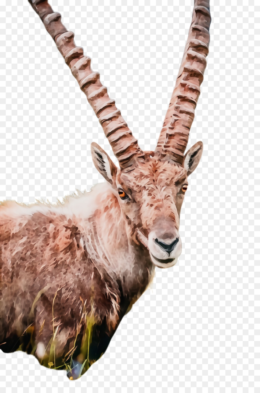 Antelope，Corno PNG