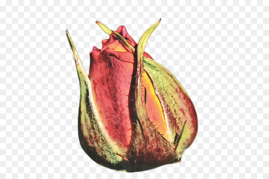 Planta，Nepenthes PNG