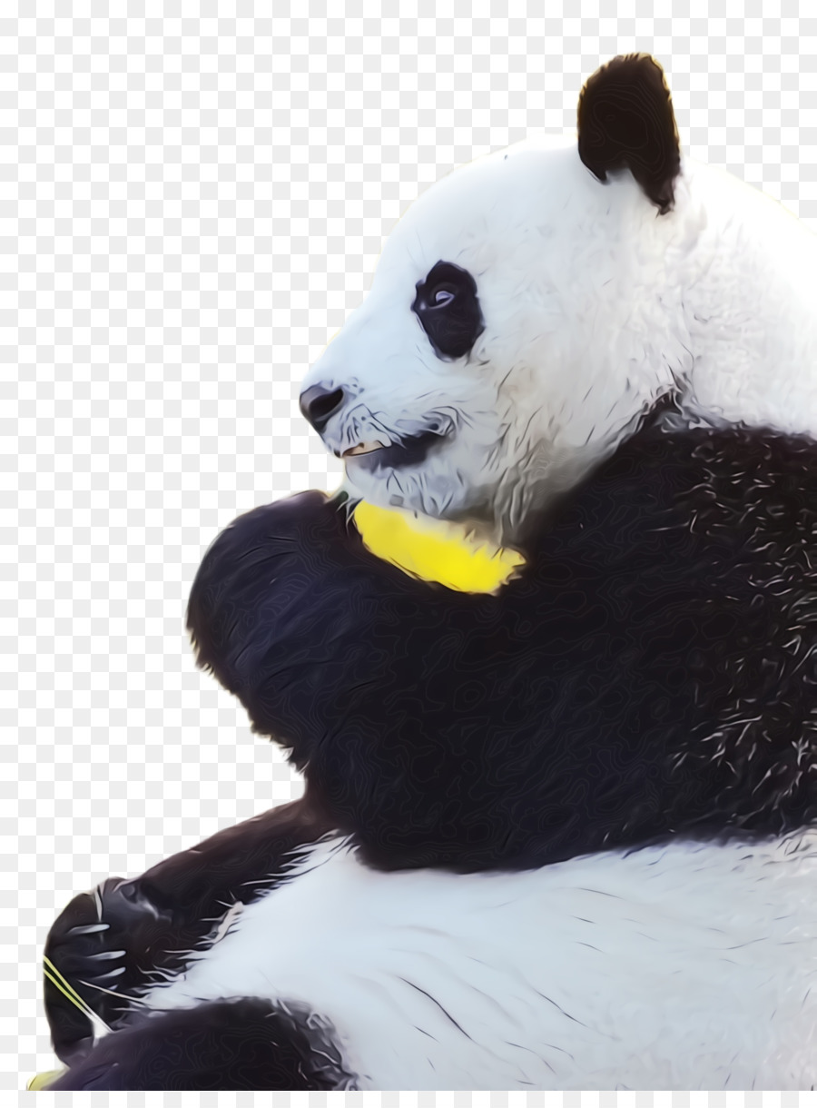 Panda，Urso PNG
