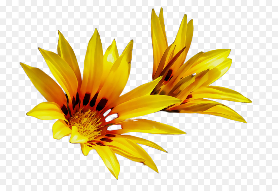 Amarelo，Flor PNG