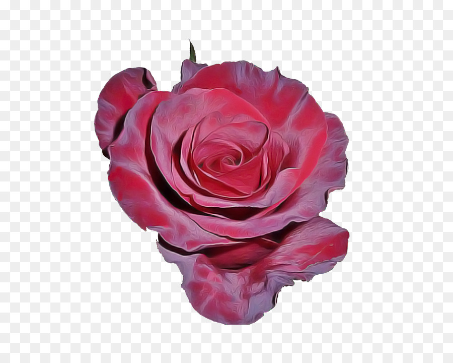 Rosa Rosa，Florescer PNG