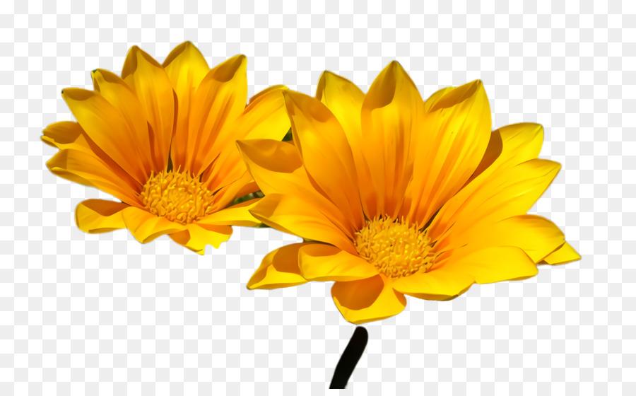 Flor，Amarelo PNG