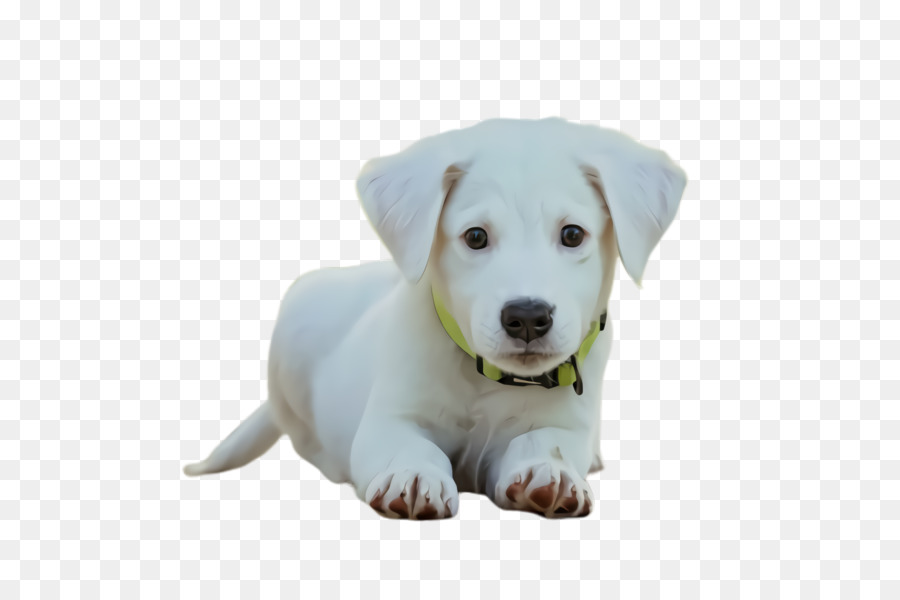 Cachorro，Raça Do Cão PNG