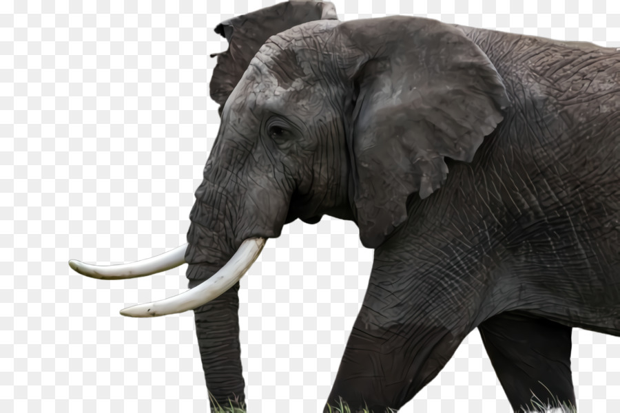 Elefante，Elefantes E Mamutes PNG