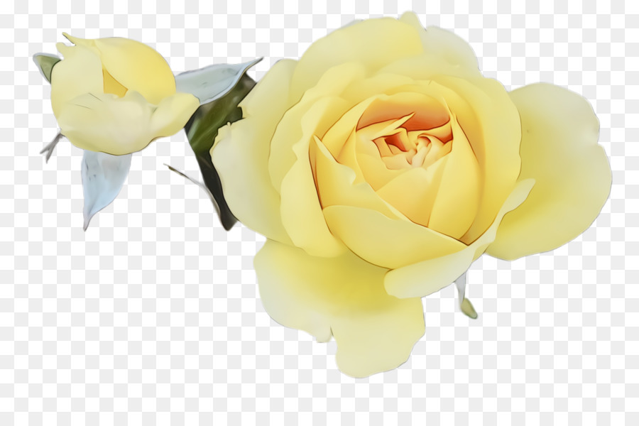 Flores Brancas，Florescer PNG