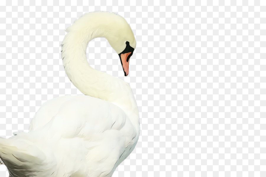 Pássaro，Cisne PNG