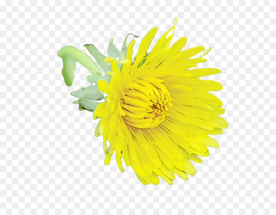 Flor，Amarelo PNG