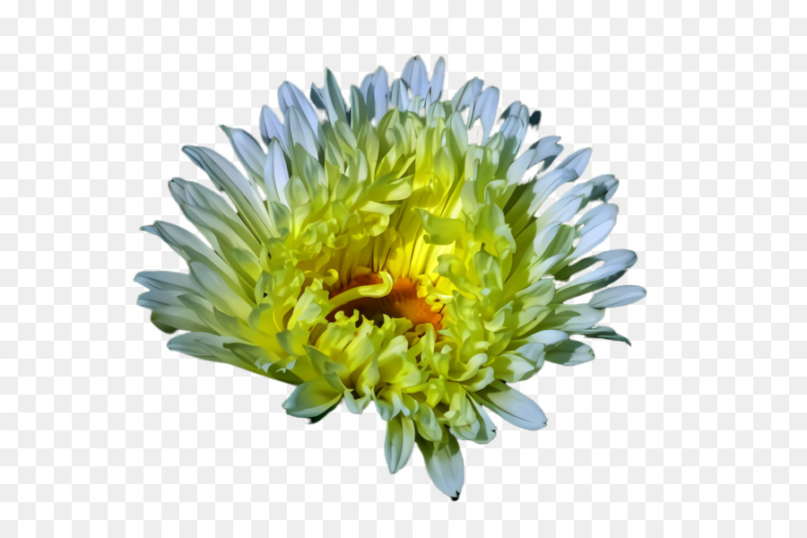 Flores Brancas，Florescer PNG