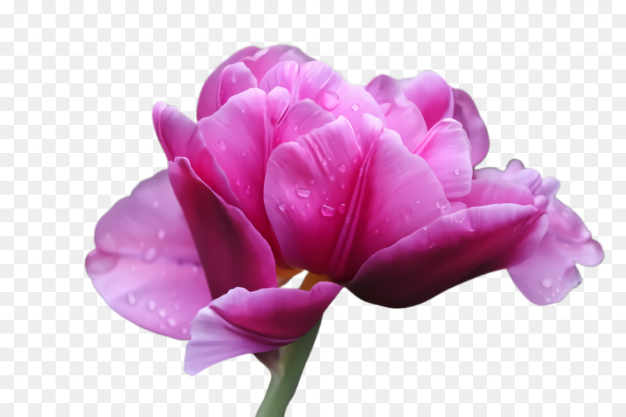 Flor Rosa，Flor PNG