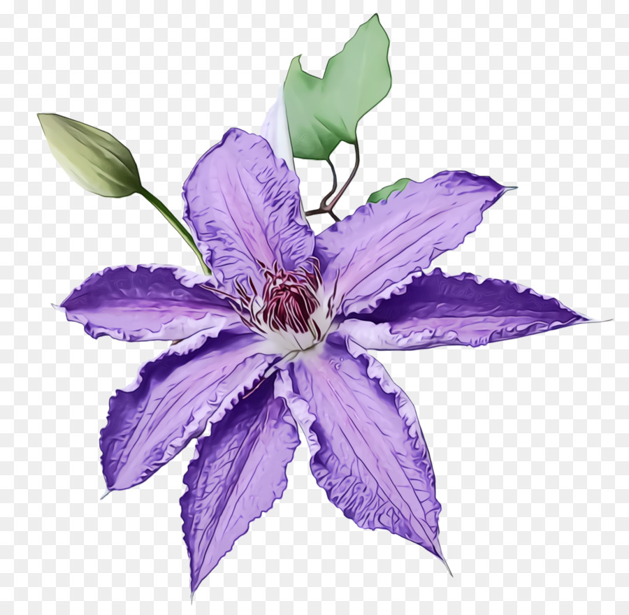 Flor，A Floração Da Planta PNG