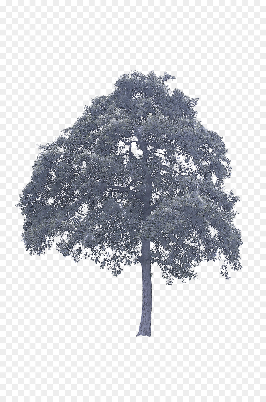 árvore，Planta Lenhosa PNG