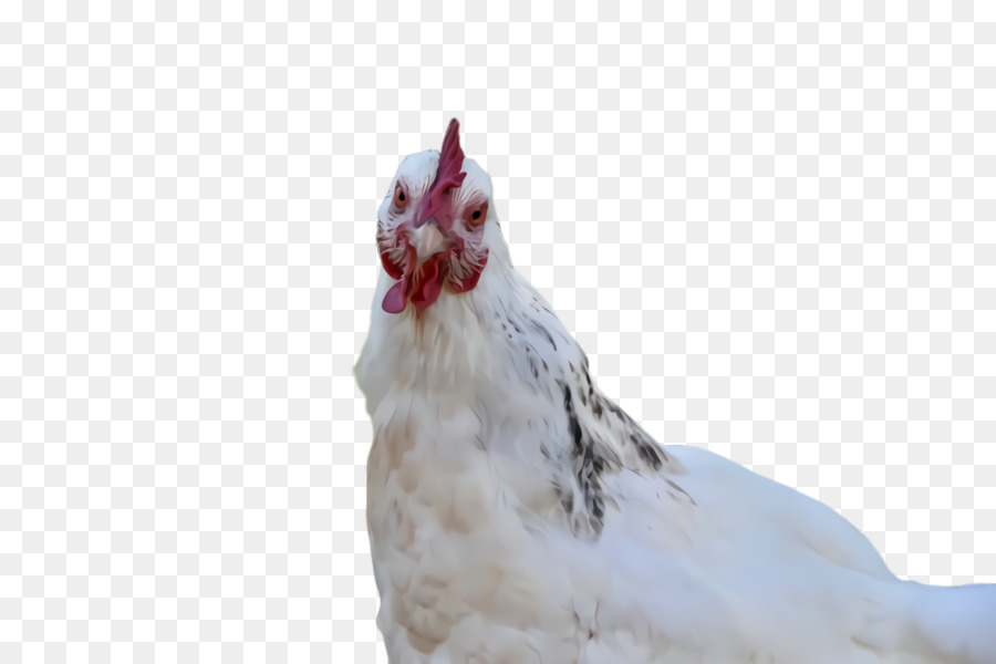 Frango，Pássaro PNG