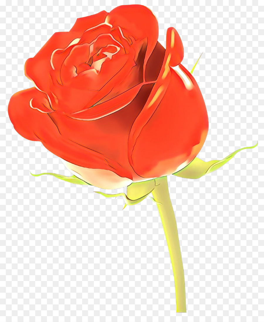 Rosa Vermelha，Botão PNG