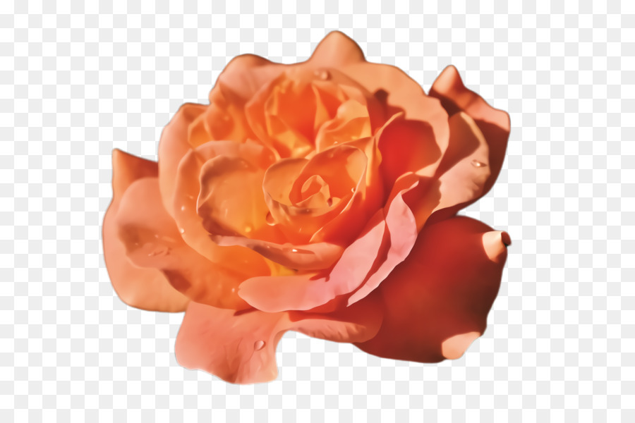 Rosa，Florescer PNG