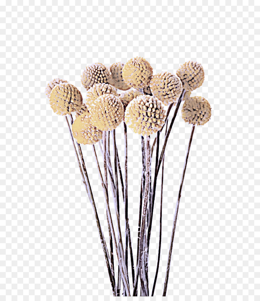 Flores De Corte，Planta PNG