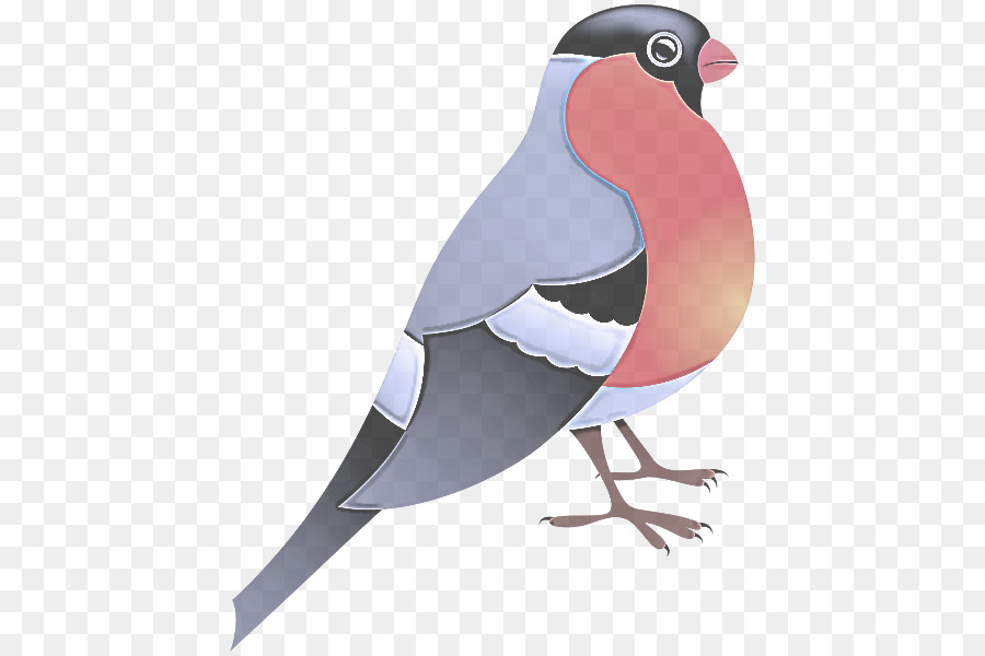 Aves，Bico PNG