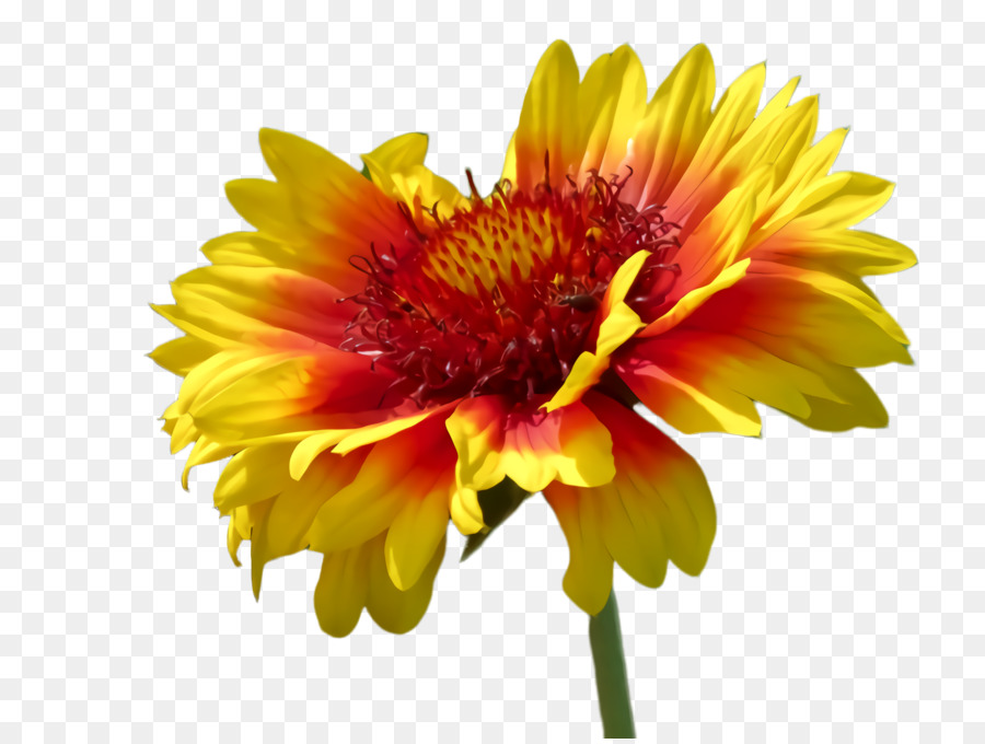 Girassol Amarelo，Flor PNG