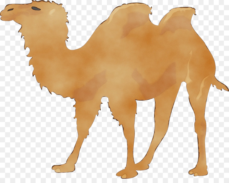 Camelo，Camelídeo PNG