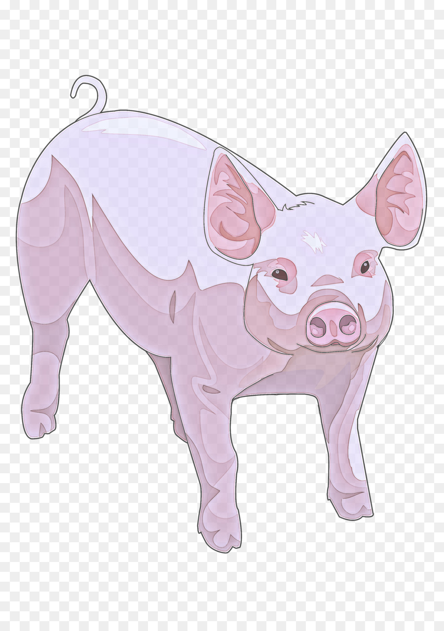 O Porco Doméstico，Suídeos PNG