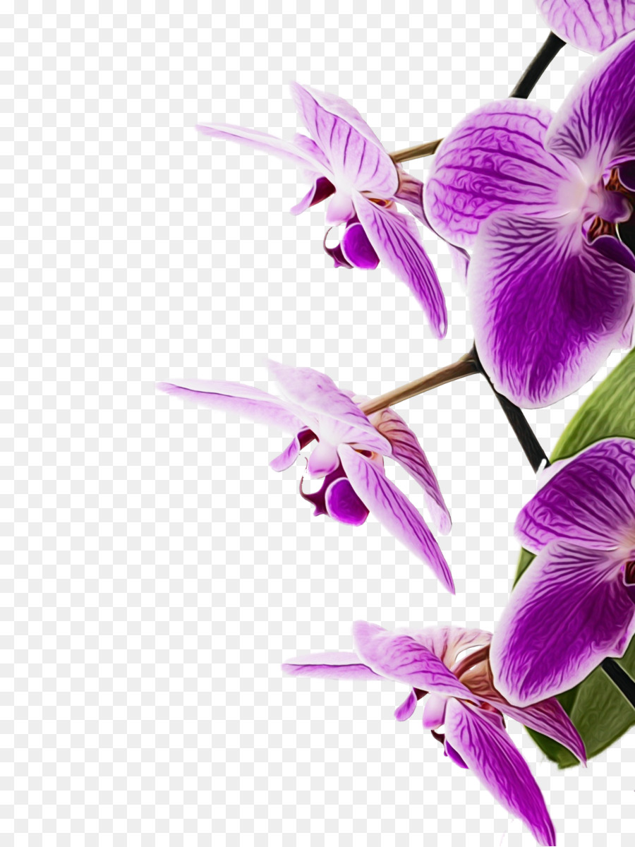 Orquídeas Roxas，Filial PNG