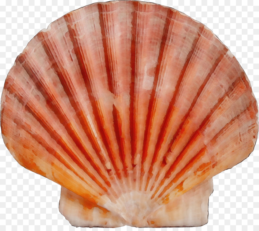 Shell，Vieira PNG