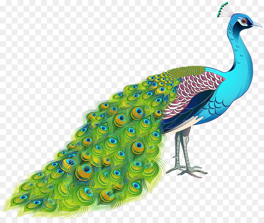 Peafowl，Pássaro PNG