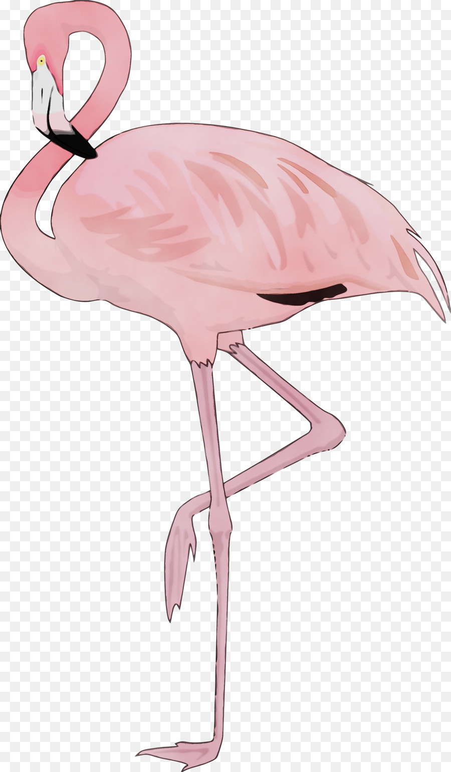 Flamingo，Maior Flamingo PNG